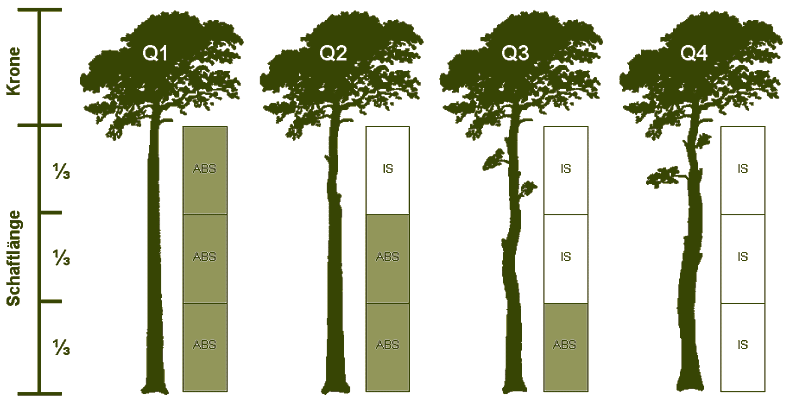 Qualitätsstufenschema bei der Kiefer